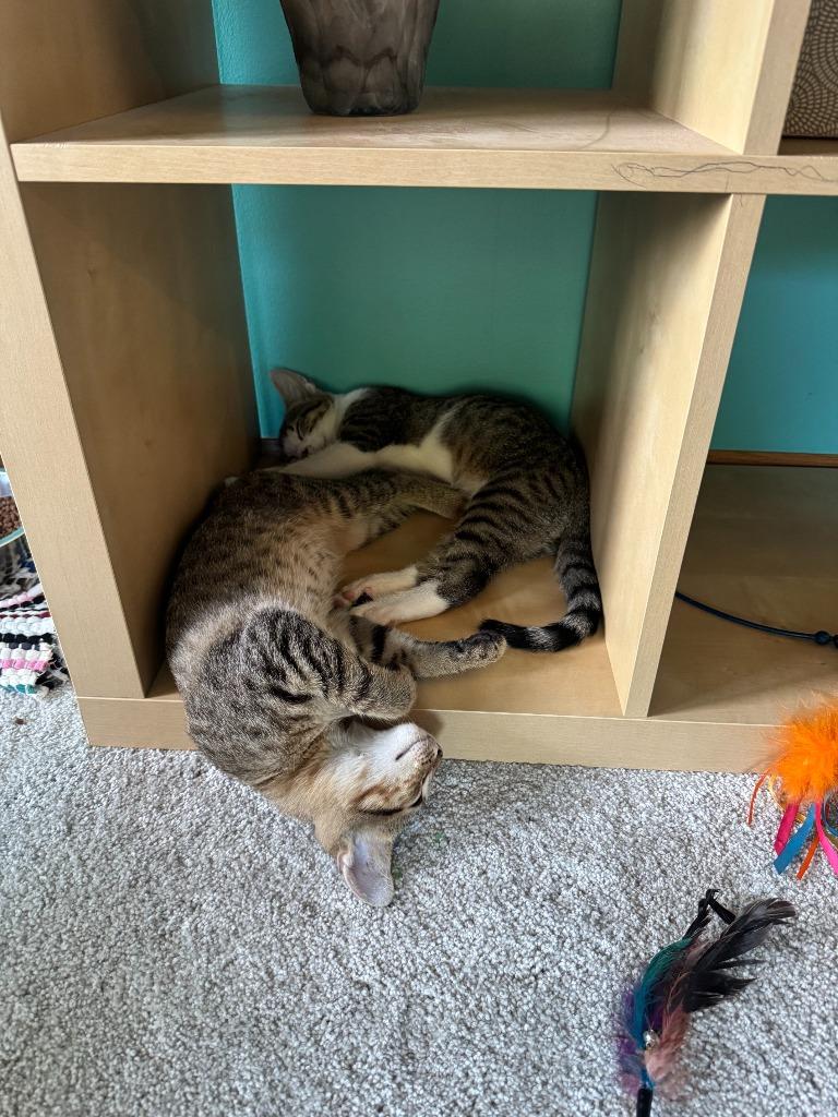 Enlarge Babu, a Adoptable mixed breed in Minneapolis, MN image 6/6