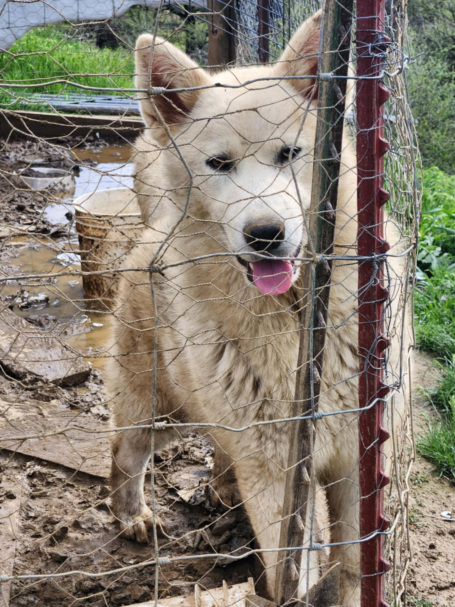 Bjorn, Young Male Siberian Husky