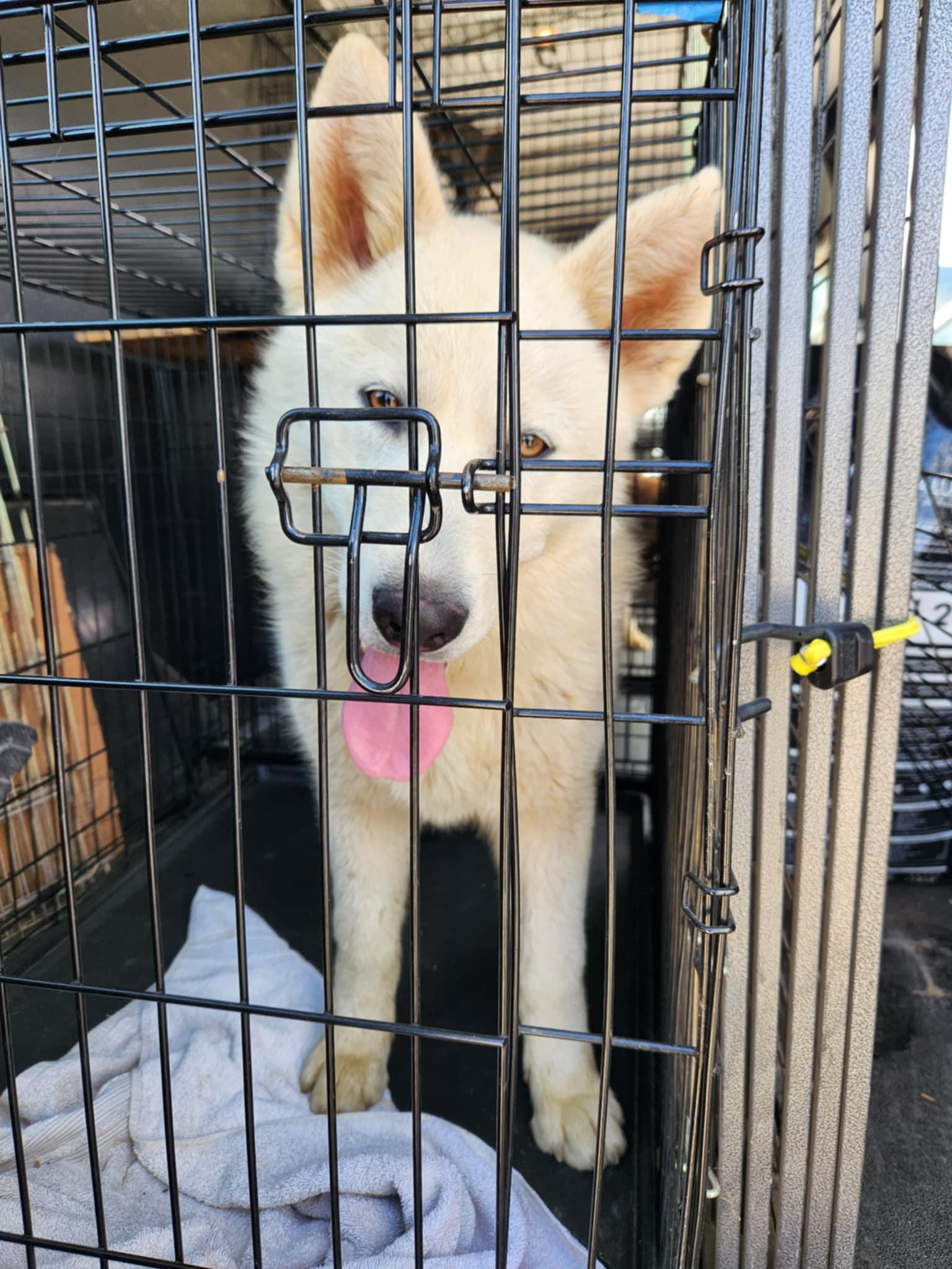 Bjorn, an adoptable Siberian Husky, Alaskan Malamute in Missoula, MT, 59803 | Photo Image 2