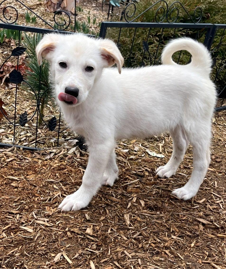 Sawyer, Adoptable, Puppy Male Great Pyrenees.