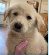Enlarge Sawyer, a Adoptable Great Pyrenees in Croydon, NH image 1/1