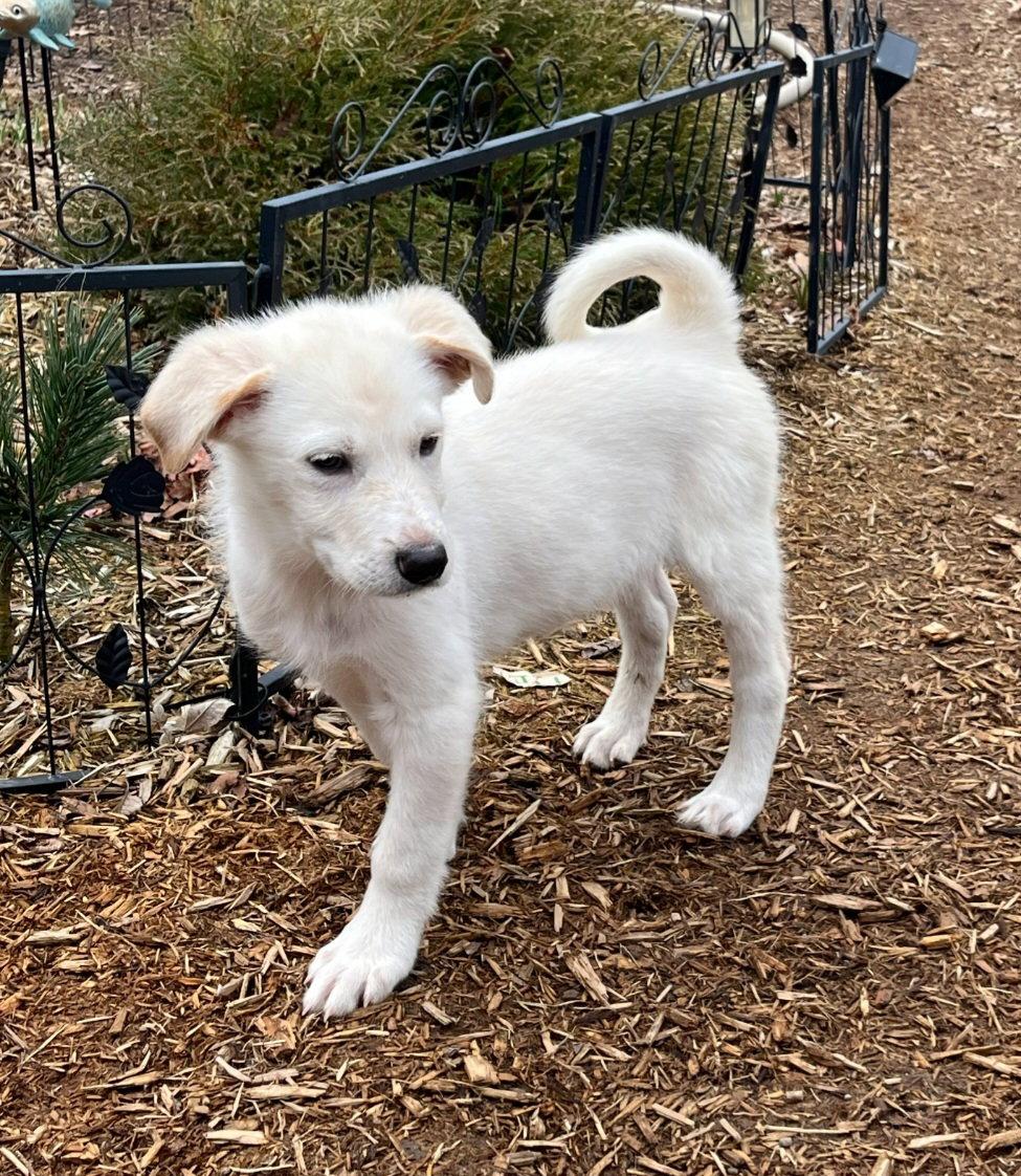 Enlarge Sawyer, a Adoptable Great Pyrenees in Croydon, NH image 2/3