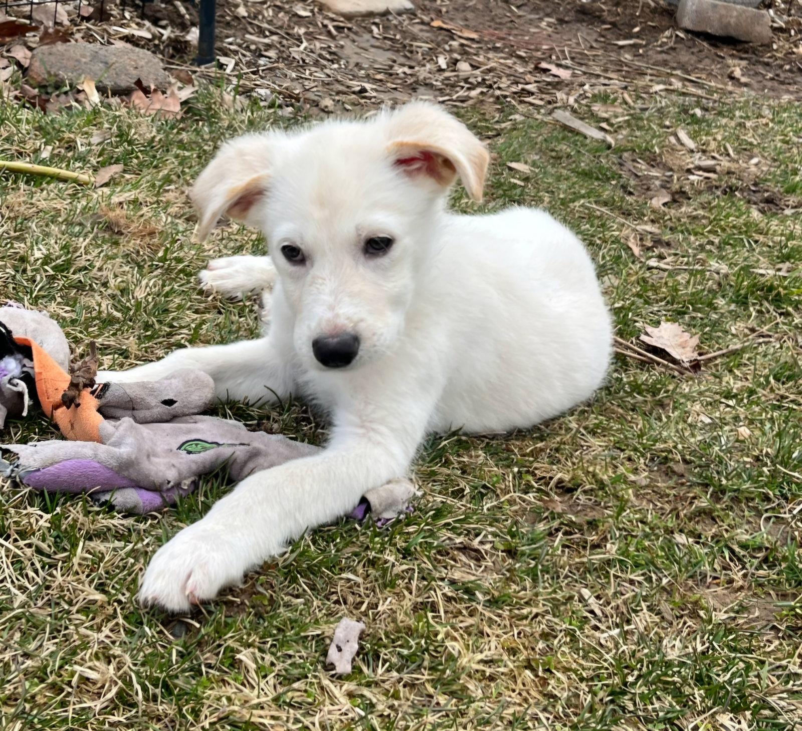 Enlarge Sawyer, a Adoptable Great Pyrenees in Croydon, NH image 3/3