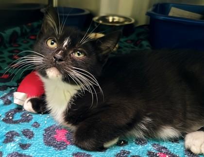 Tabby, Adoptable, Kitten Female Domestic Short Hair & Domestic Short Hair.