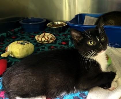 Tabby, a Adoptable Domestic Short Hair in Longview, TX image 2/3