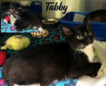 Tabby, a Adoptable Domestic Short Hair in Longview, TX image 3/3