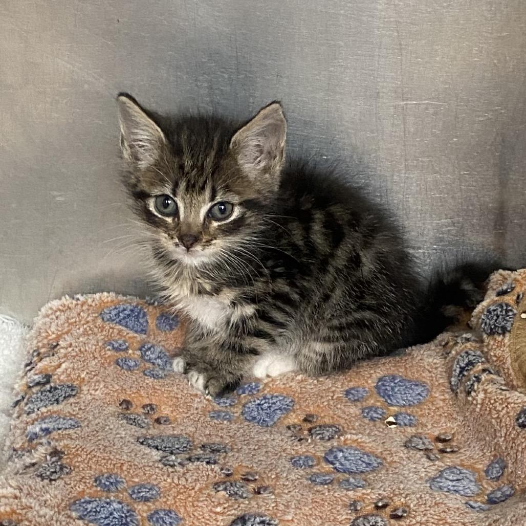 Lizzie, Adoptable, Kitten Female Domestic Short Hair.
