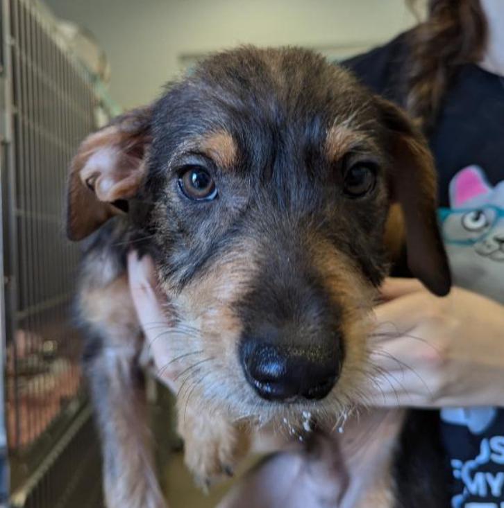 Enlarge Macchiato, a Adopted mixed breed in Ocala, FL image 1/2