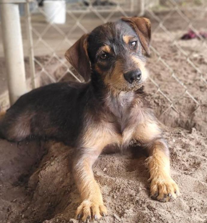 Macchiato, Adopted, Puppy Male Schnauzer & German Shepherd Dog.