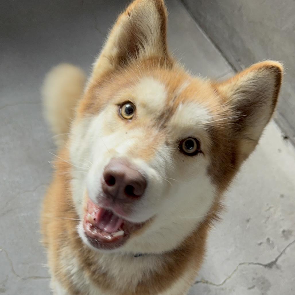 Jack A2249967 — thumbnail 2