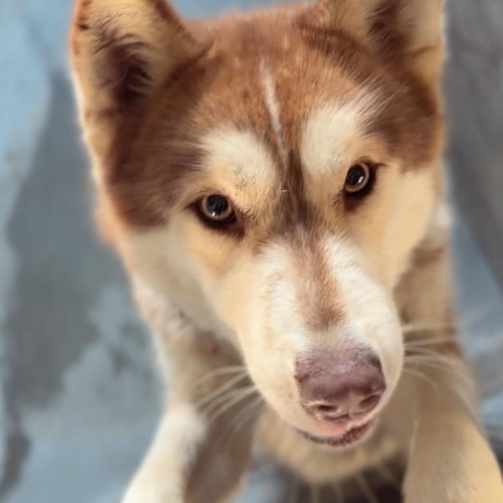 Jack A2249967 — thumbnail 3