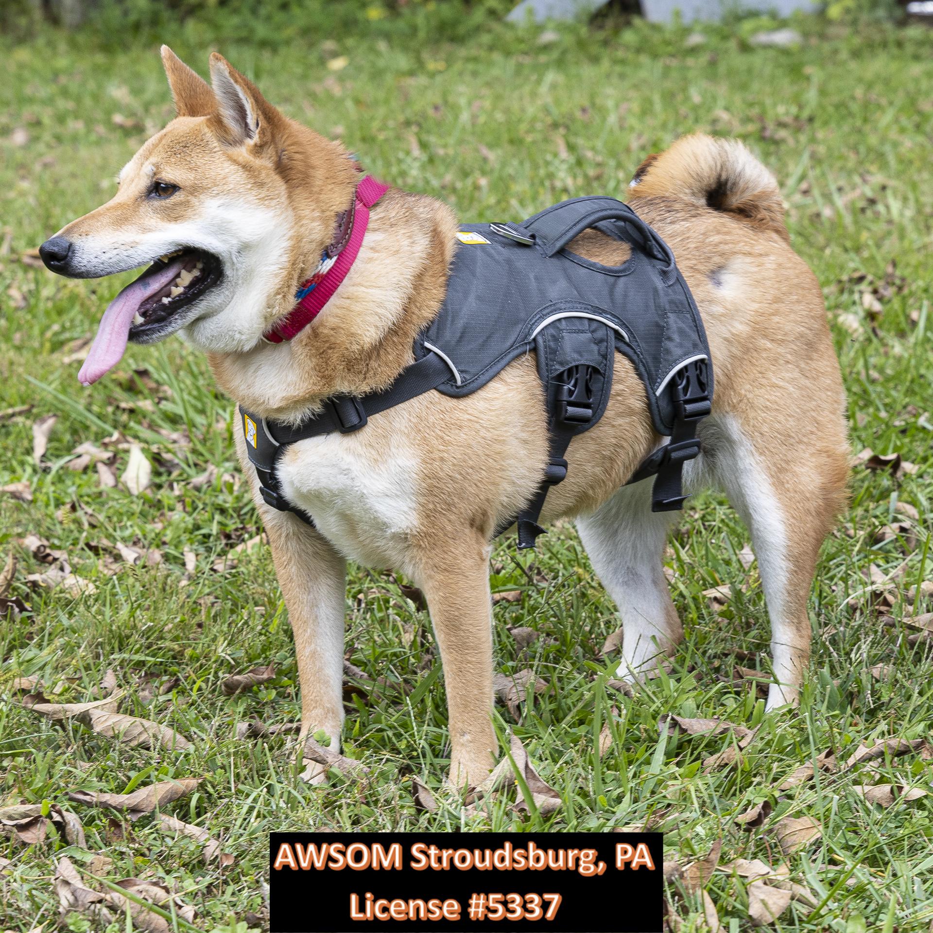 Enlarge Yuri, an adoptable mixed breed in Stroudsburg, PA image 2/3