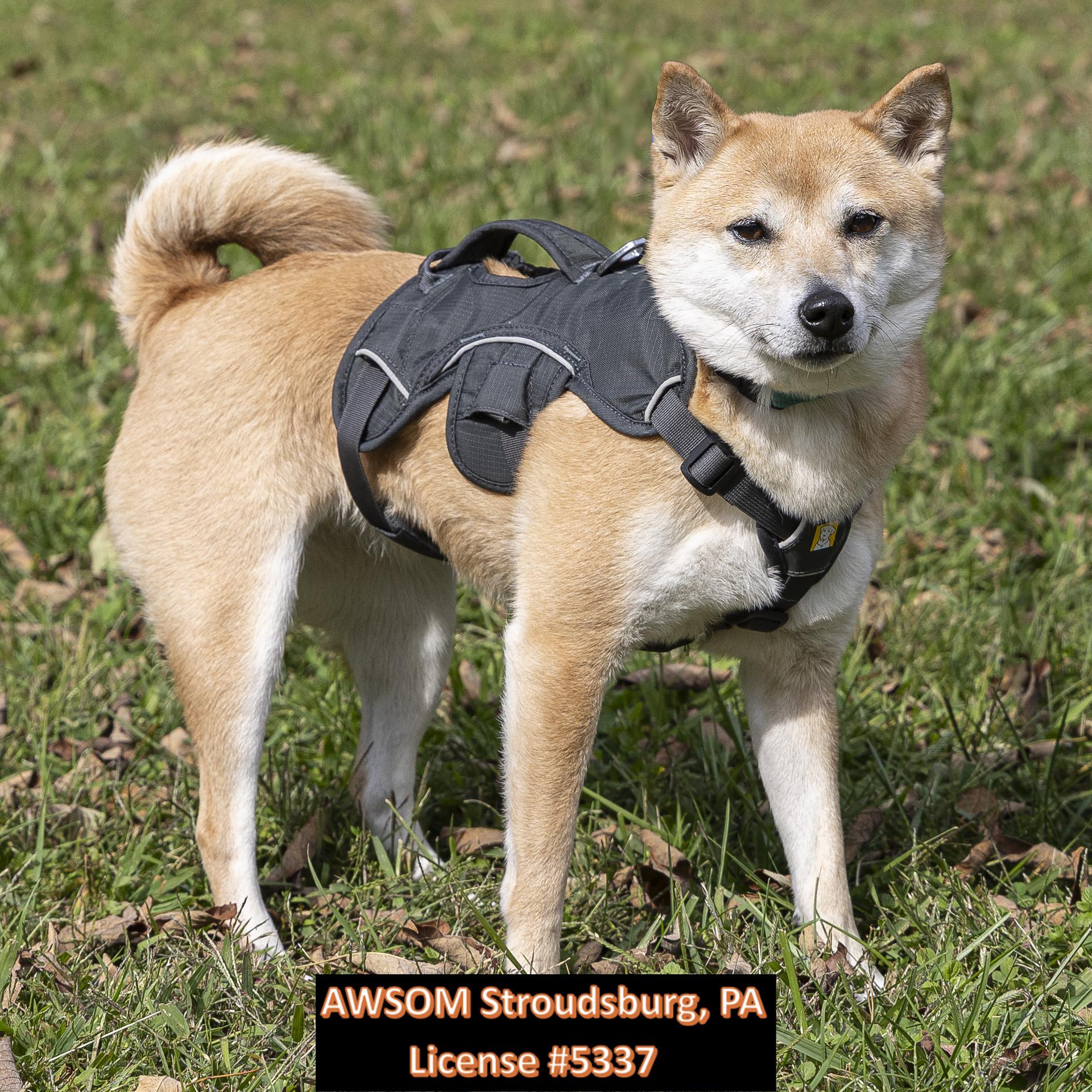 Yuri, adoptable, Adult Female Shiba Inu.