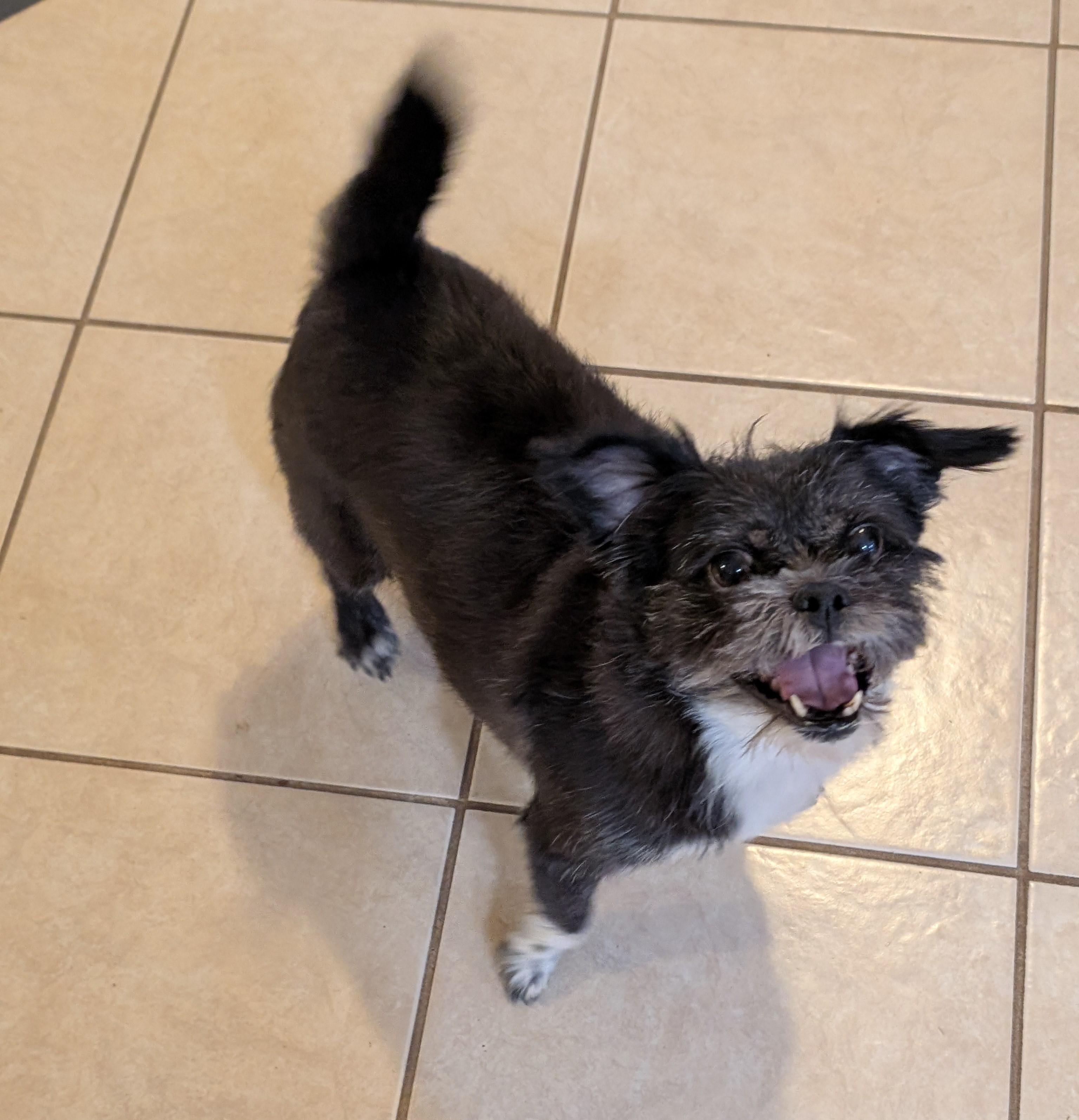 Mya, ADOPTABLE, Adult Female Shih Tzu & Chihuahua.