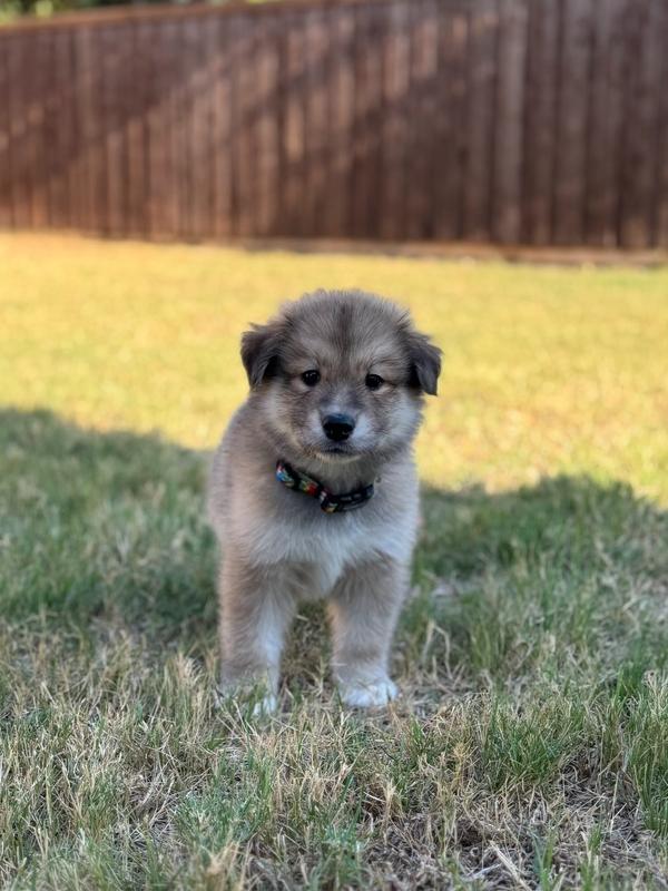 Enlarge 26-095 Dopey, a Adoptable mixed breed in Richardson, TX image 1/6