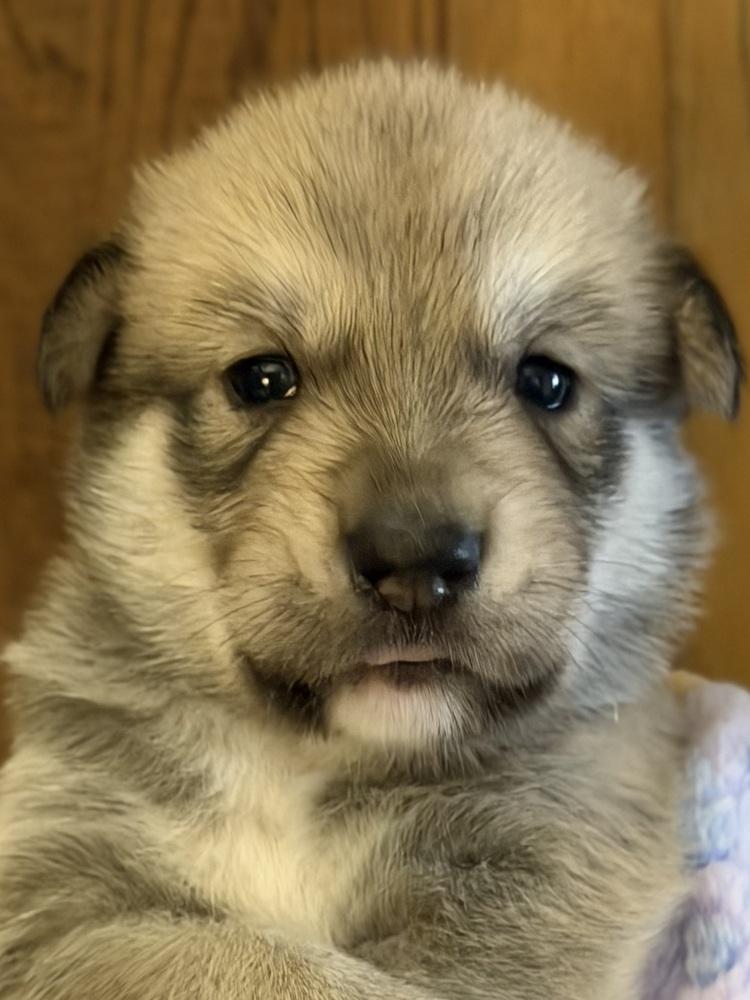Enlarge 26-095 Dopey, a Adoptable mixed breed in Richardson, TX image 3/6