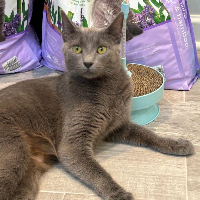 Portia, a ADOPTABLE mixed breed in Bolingbrook, IL image 3/6