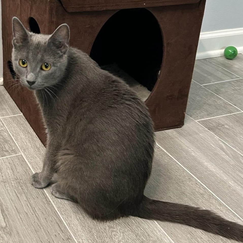 Portia, a ADOPTABLE mixed breed in Bolingbrook, IL image 2/6