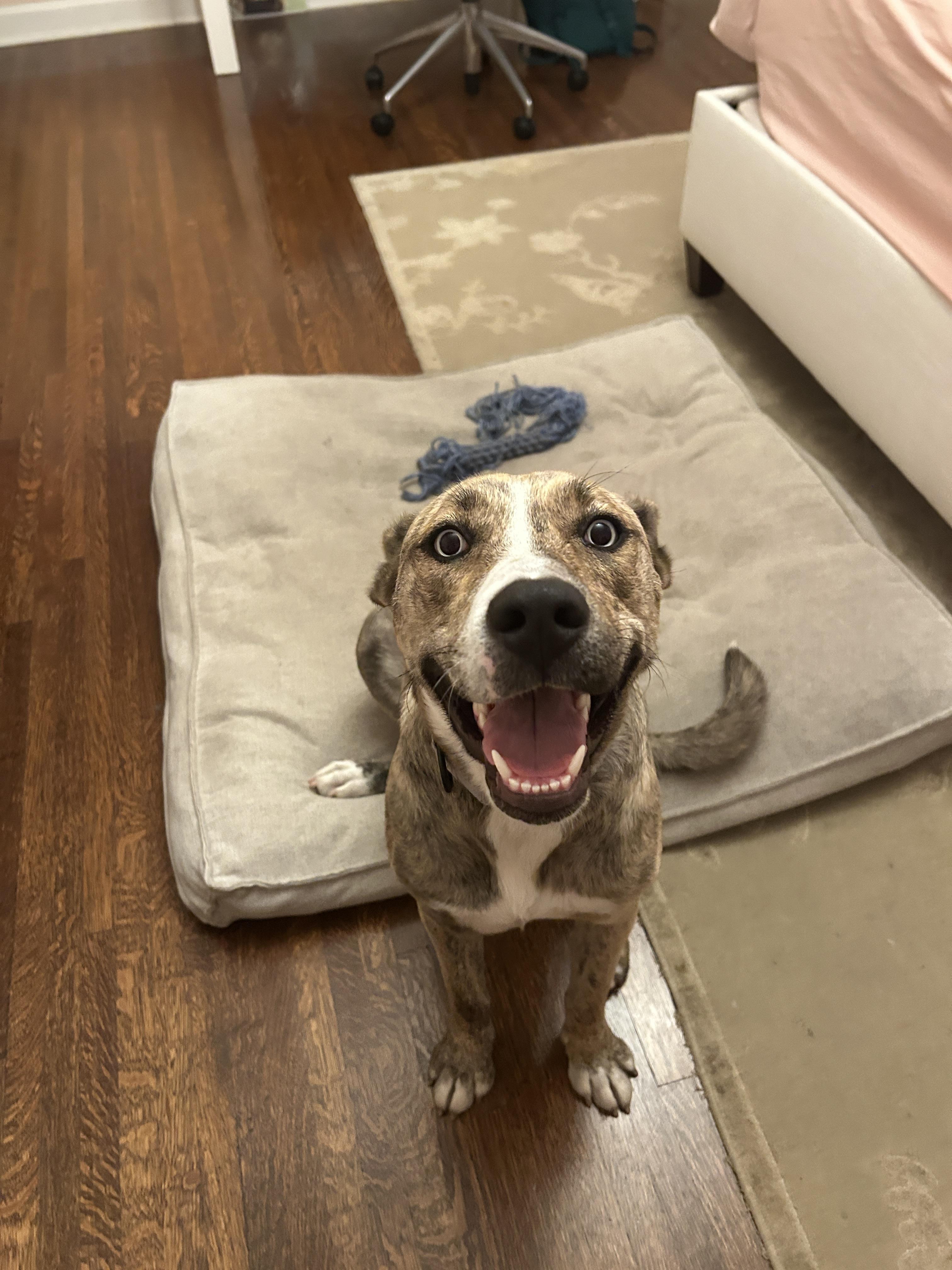 Shelly, a ADOPTABLE Catahoula Leopard Dog in Los Angeles, CA image 2/4