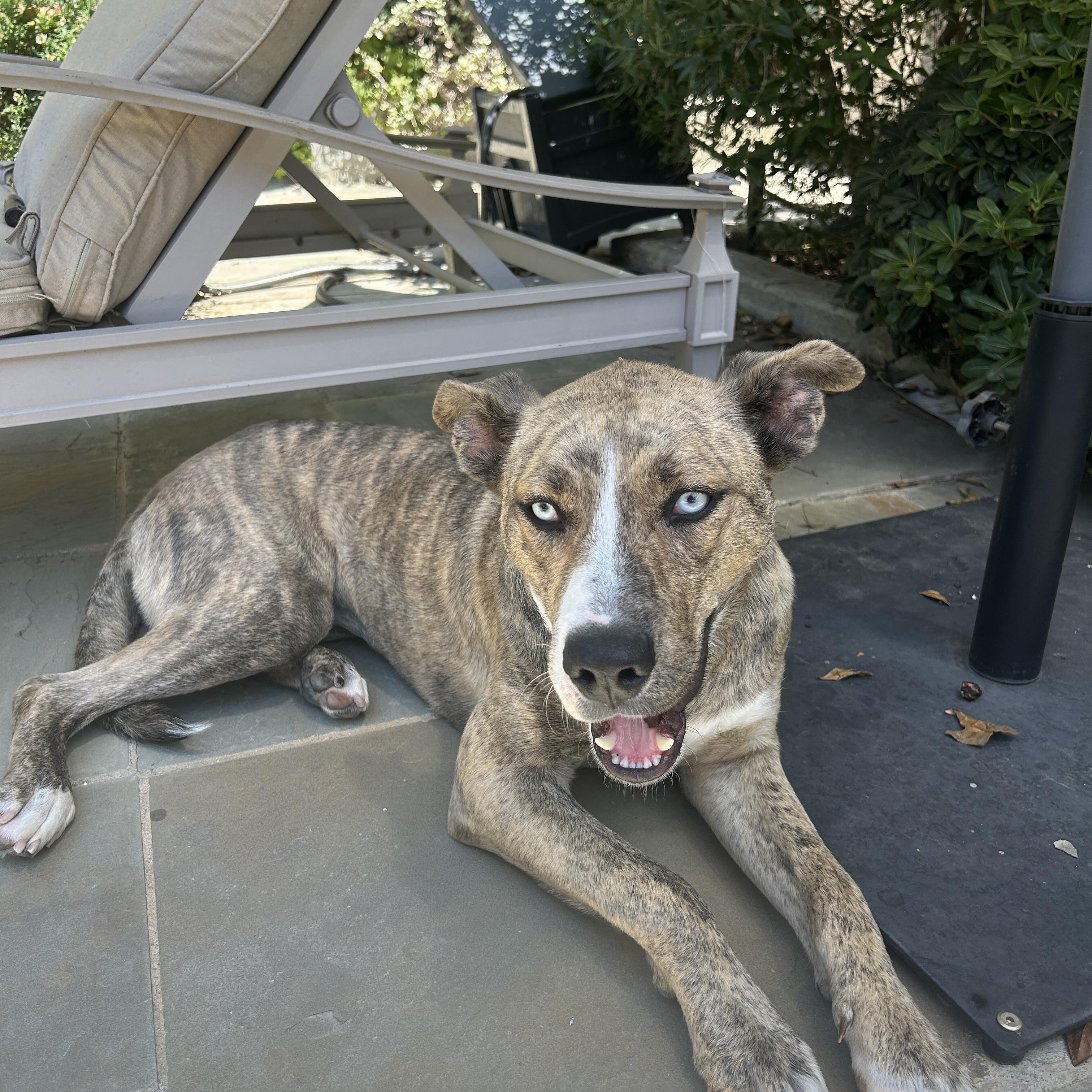 Shelly, a ADOPTABLE Catahoula Leopard Dog in Los Angeles, CA image 3/4
