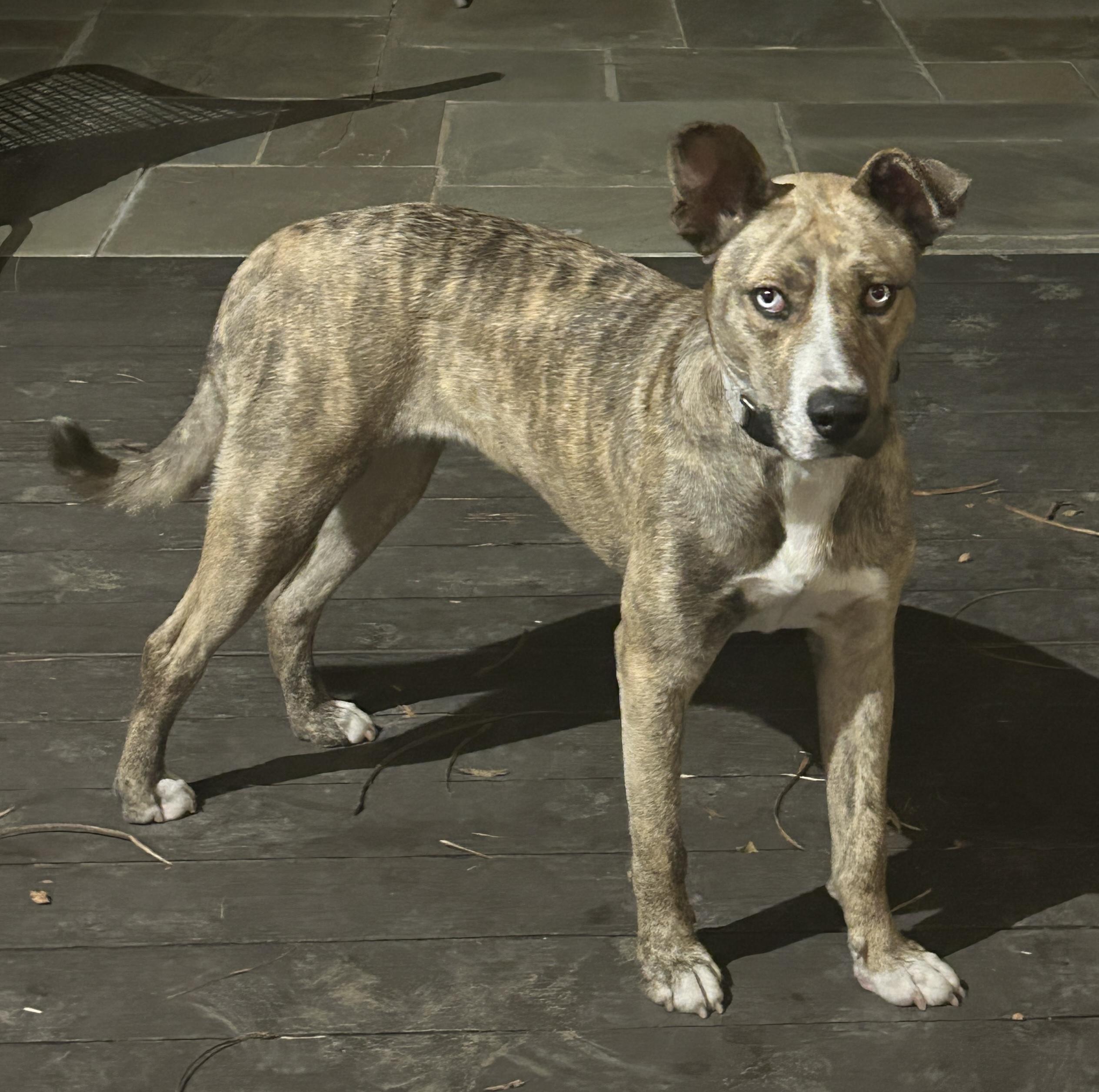 Shelly, a ADOPTABLE Catahoula Leopard Dog in Los Angeles, CA image 1/4