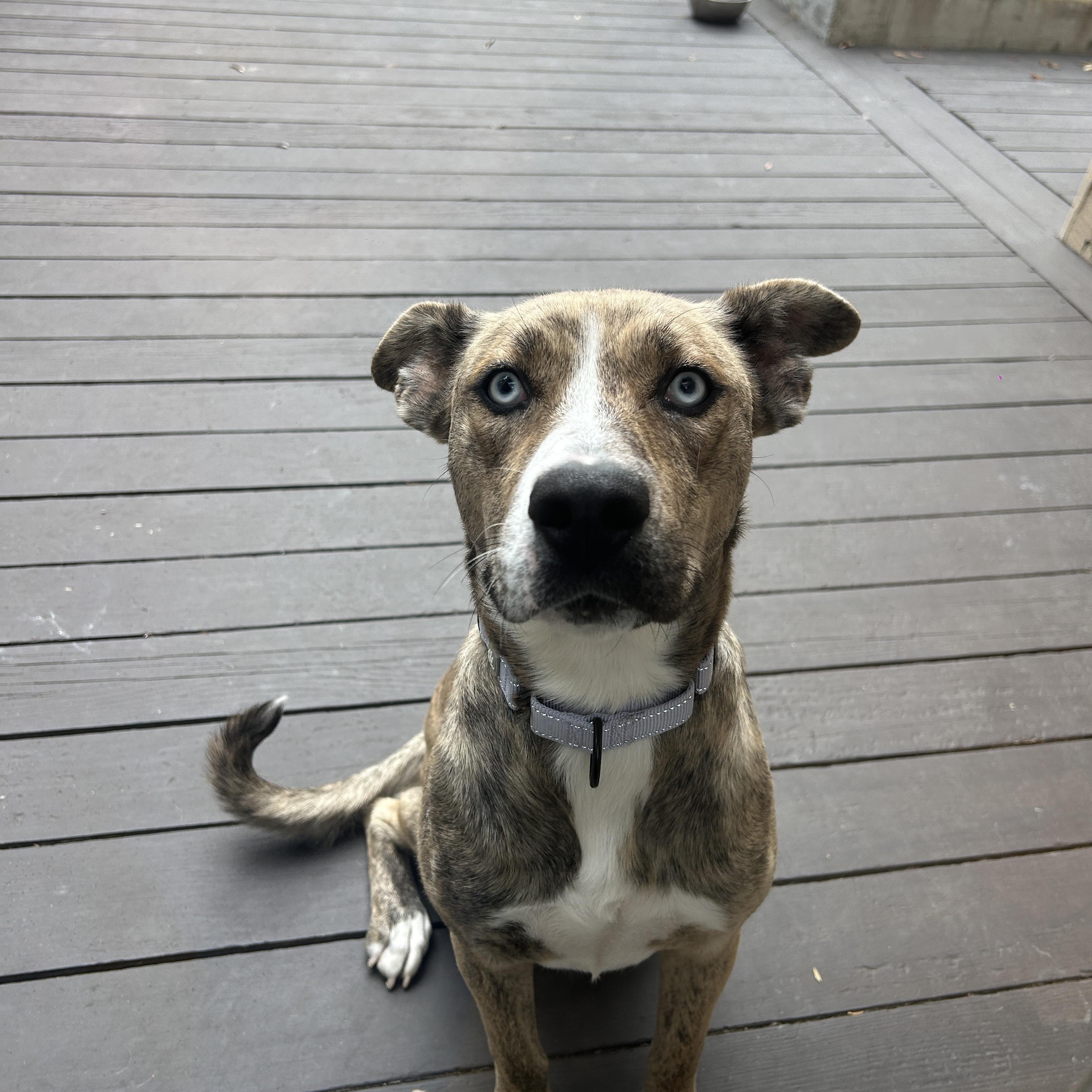Shelly, a ADOPTABLE Catahoula Leopard Dog in Los Angeles, CA image 4/4