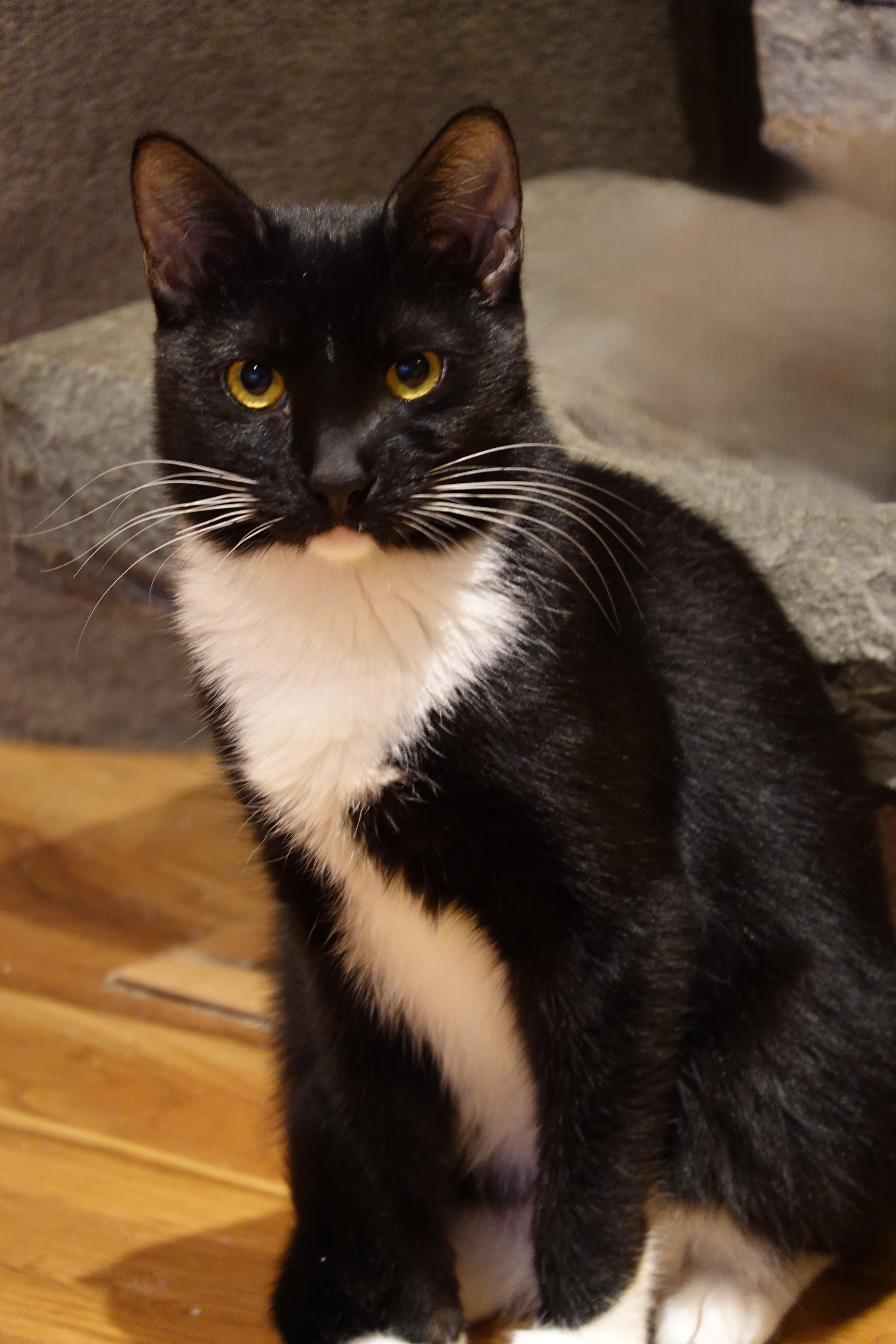 Enlarge Phoenix, a Adoptable Domestic Short Hair in Wayland, MA image 3/4