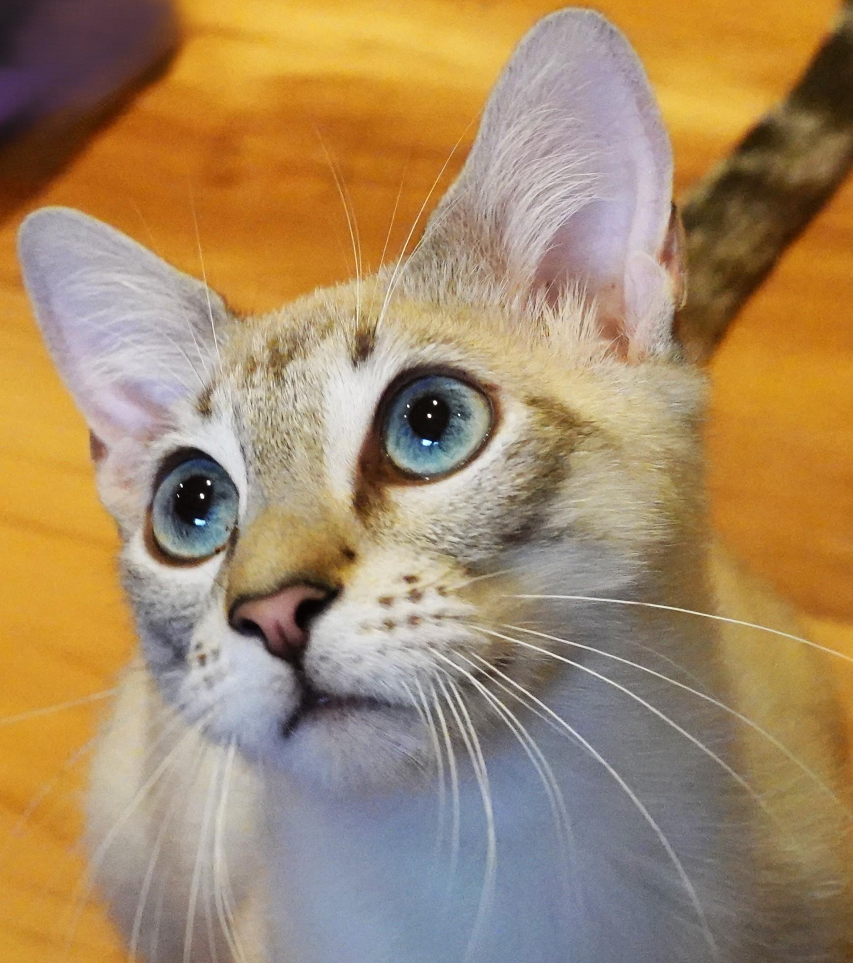 Luc and Phoenix, a Adoptable Siamese in Wayland, MA image 6/6