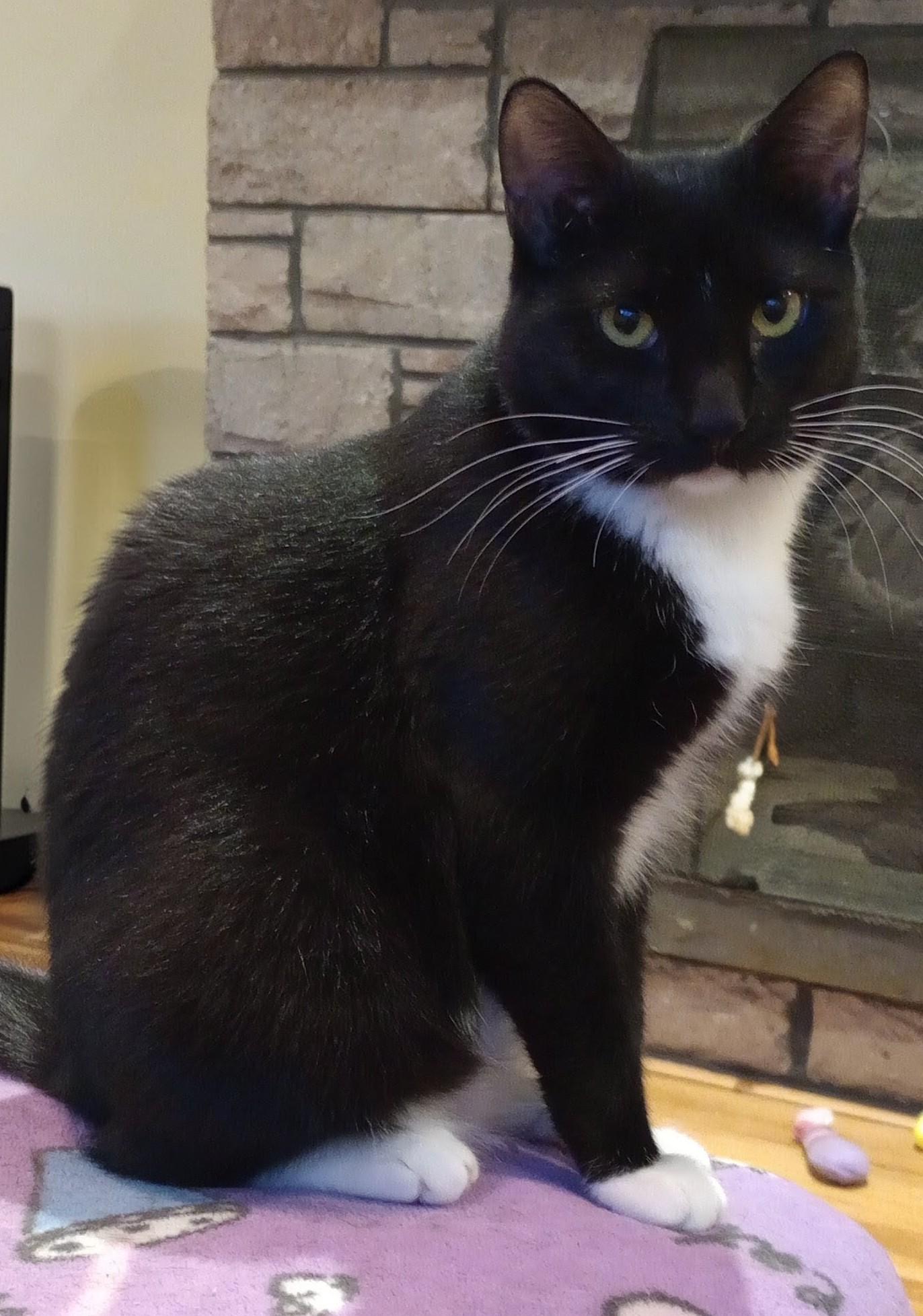 Enlarge Phoenix, a Adoptable Domestic Short Hair in Wayland, MA image 4/4