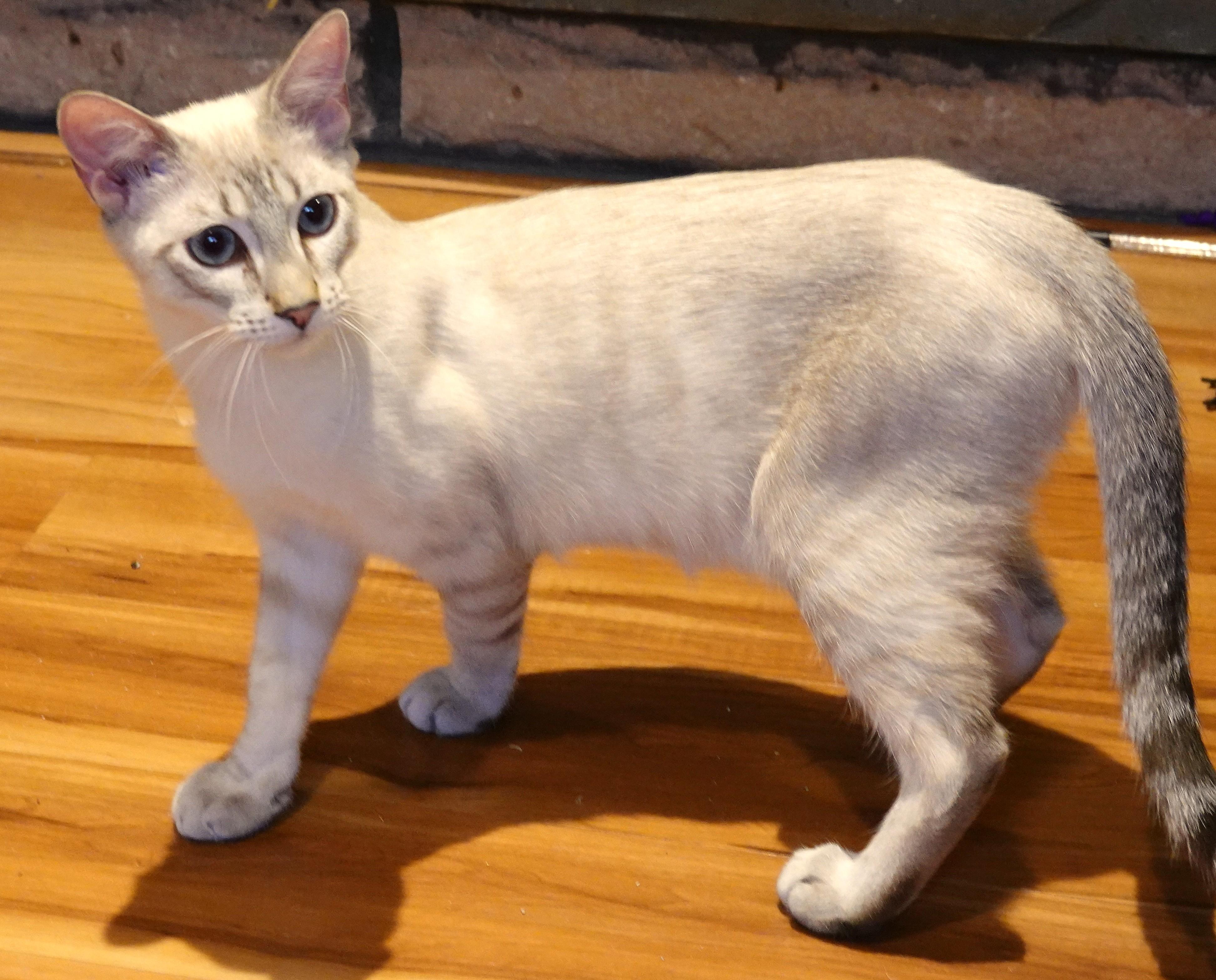 Luc and Phoenix, a Adoptable Siamese in Wayland, MA image 2/6
