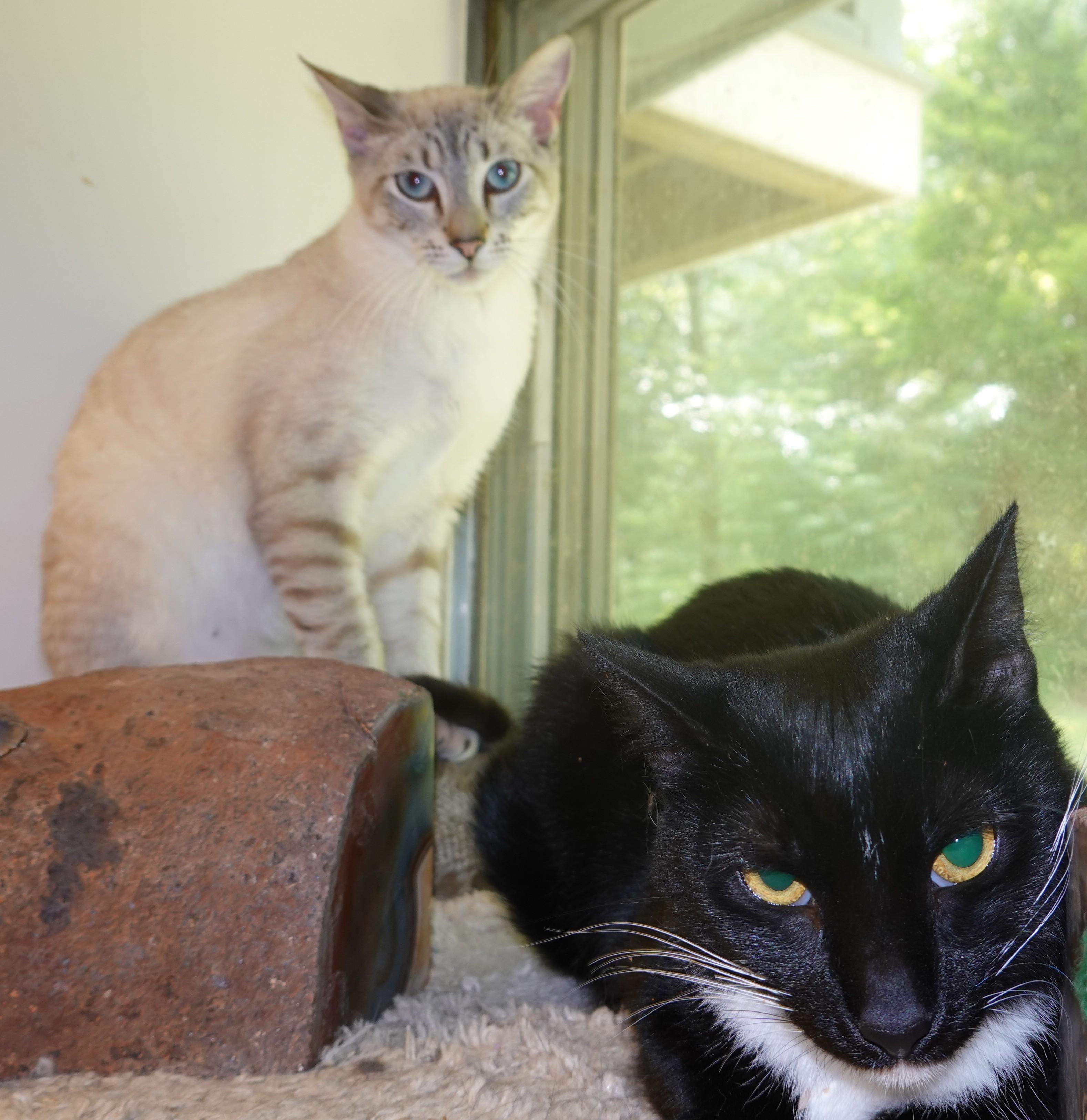Luc and Phoenix, Adoptable, Adult Male Siamese.