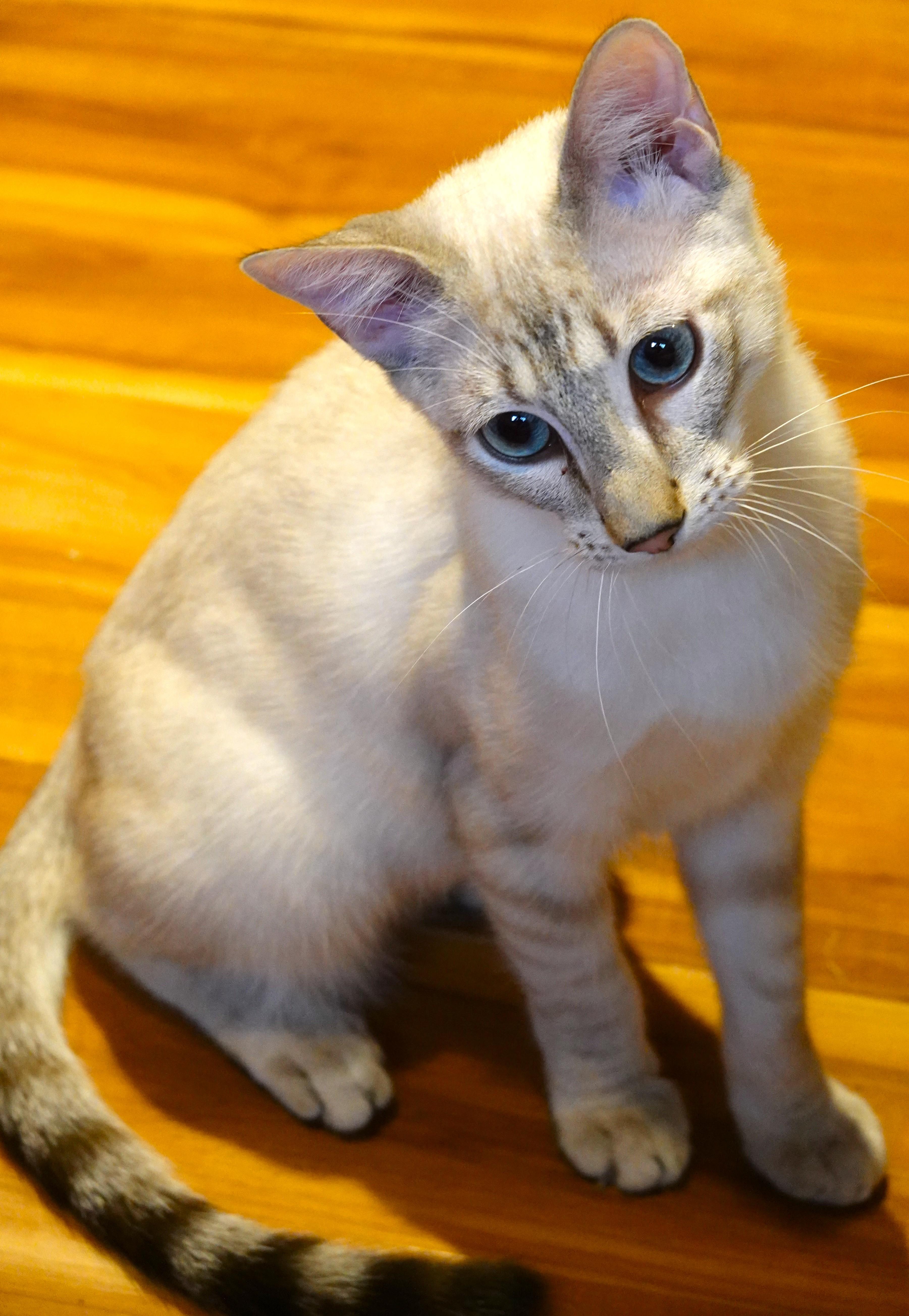 Luc and Phoenix, a Adoptable Siamese in Wayland, MA image 4/6