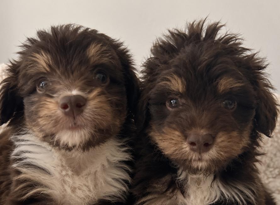 Bixby and Quincy, Adoptable, Puppy Male Aussiedoodle & Goldendoodle.
