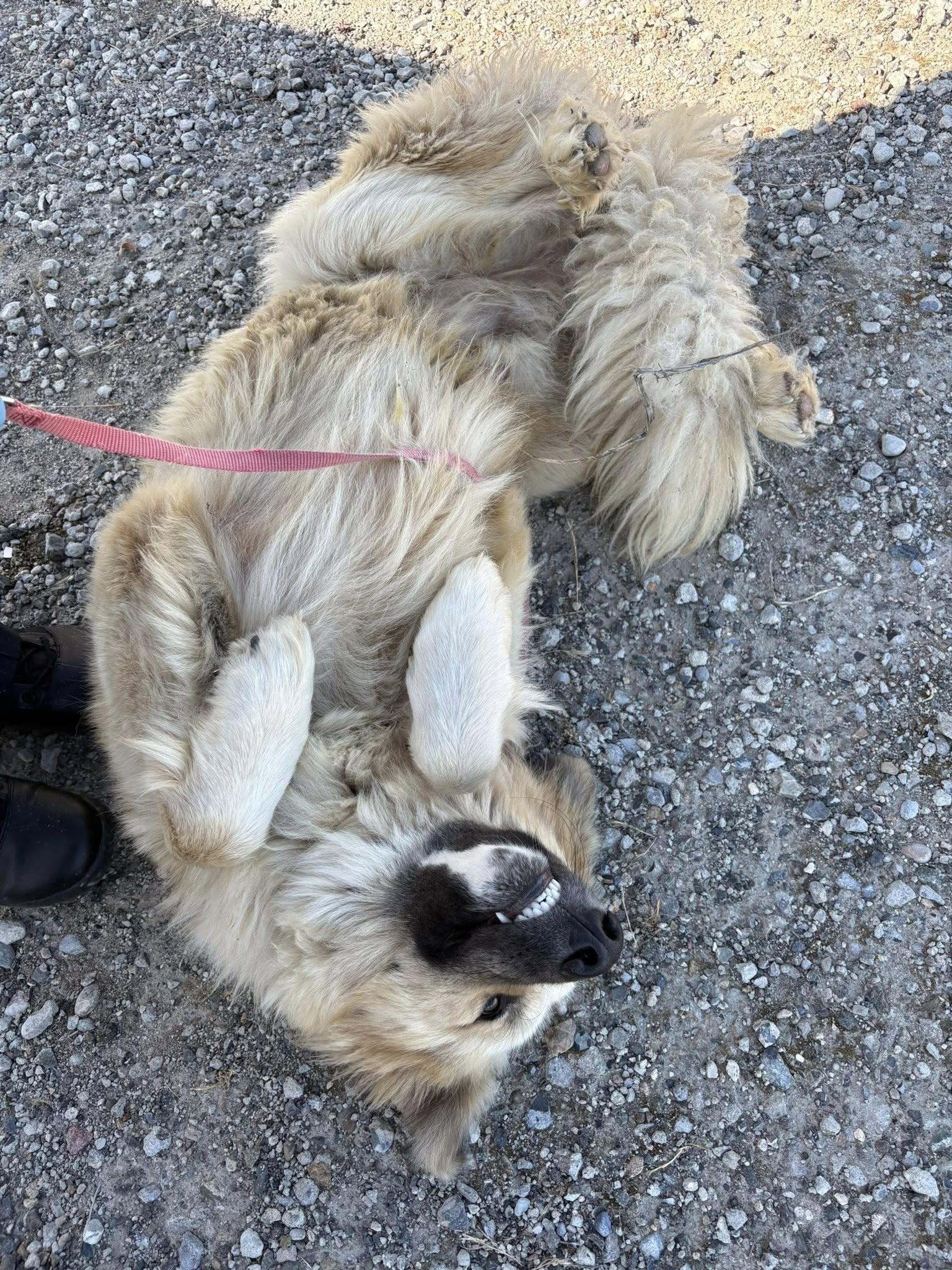 Griffin, an adopted mixed breed in Agua Dulce, CA image 3/4