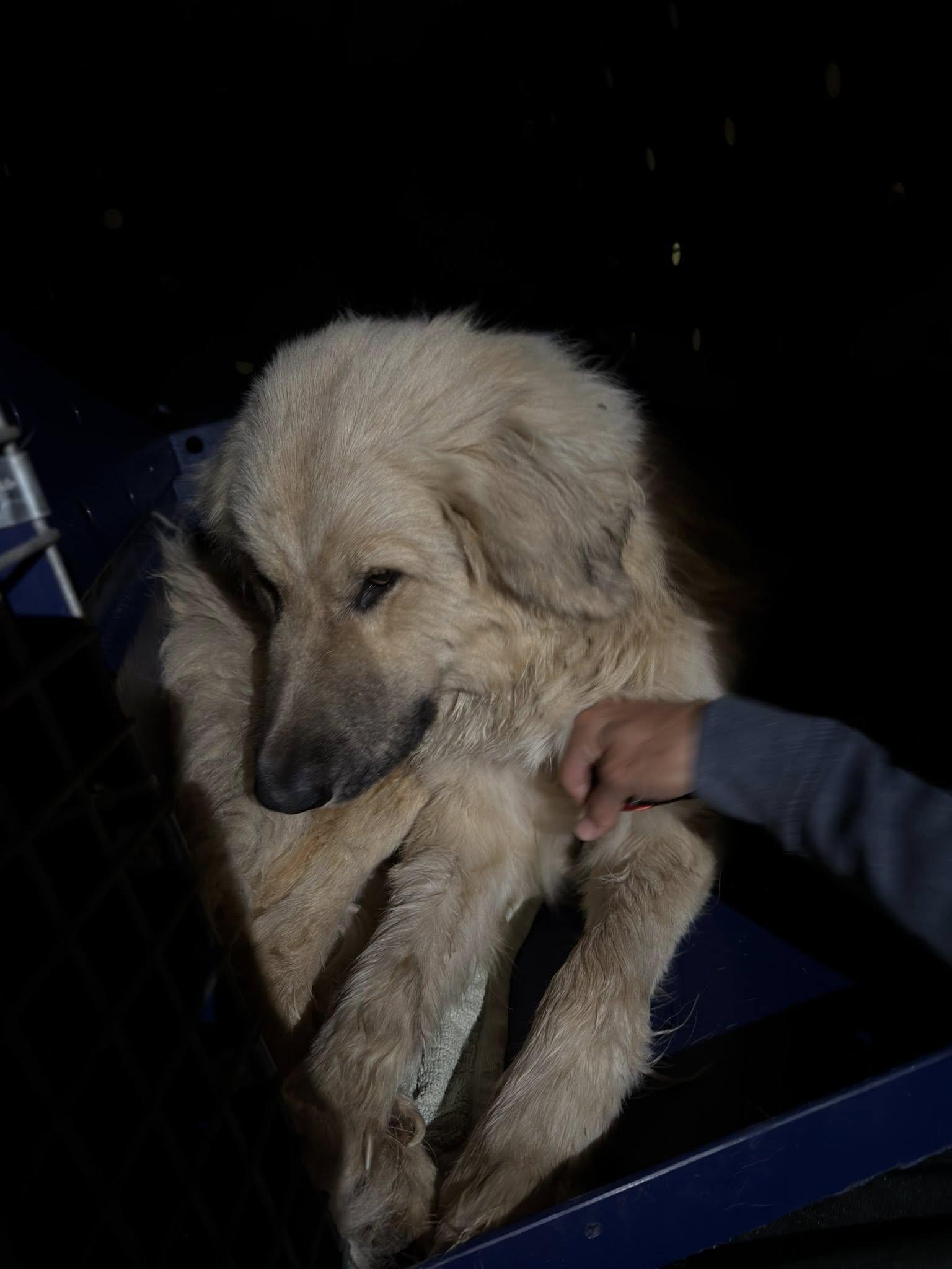 Griffin, an adopted mixed breed in Agua Dulce, CA image 2/4