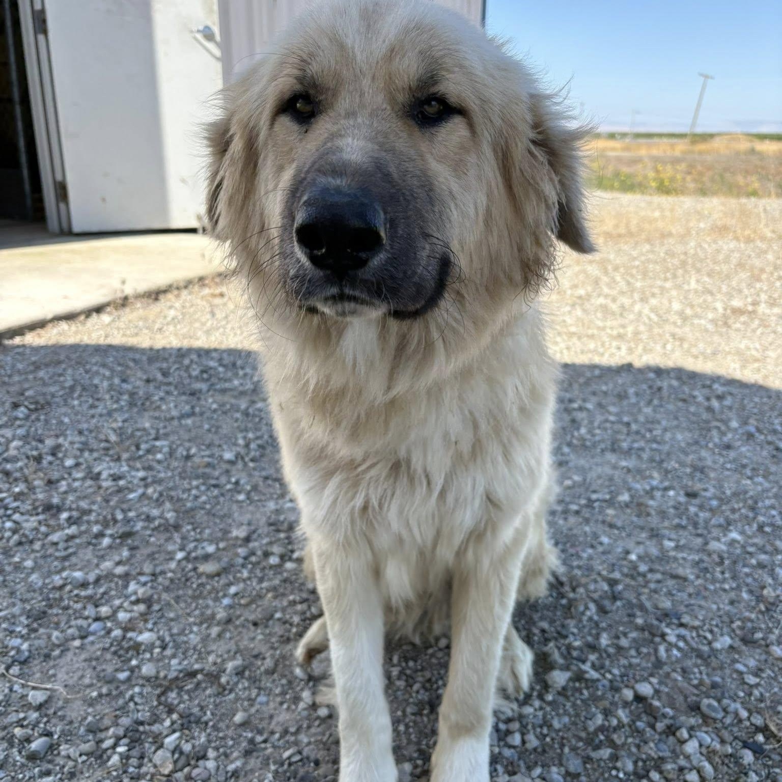 Griffin, adopted, Young Male Anatolian Shepherd & Golden Retriever.