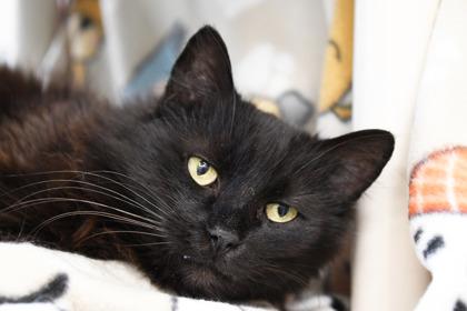Cinderella, Adoptable, Adult Female Domestic Long Hair & Domestic Short Hair.