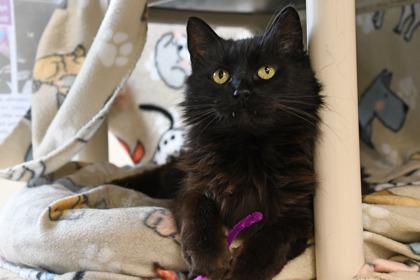 Enlarge Cinderella, a Adoptable mixed breed in Scotia, NY image 2/3