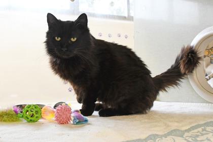 Enlarge Cinderella, a Adoptable mixed breed in Scotia, NY image 3/3