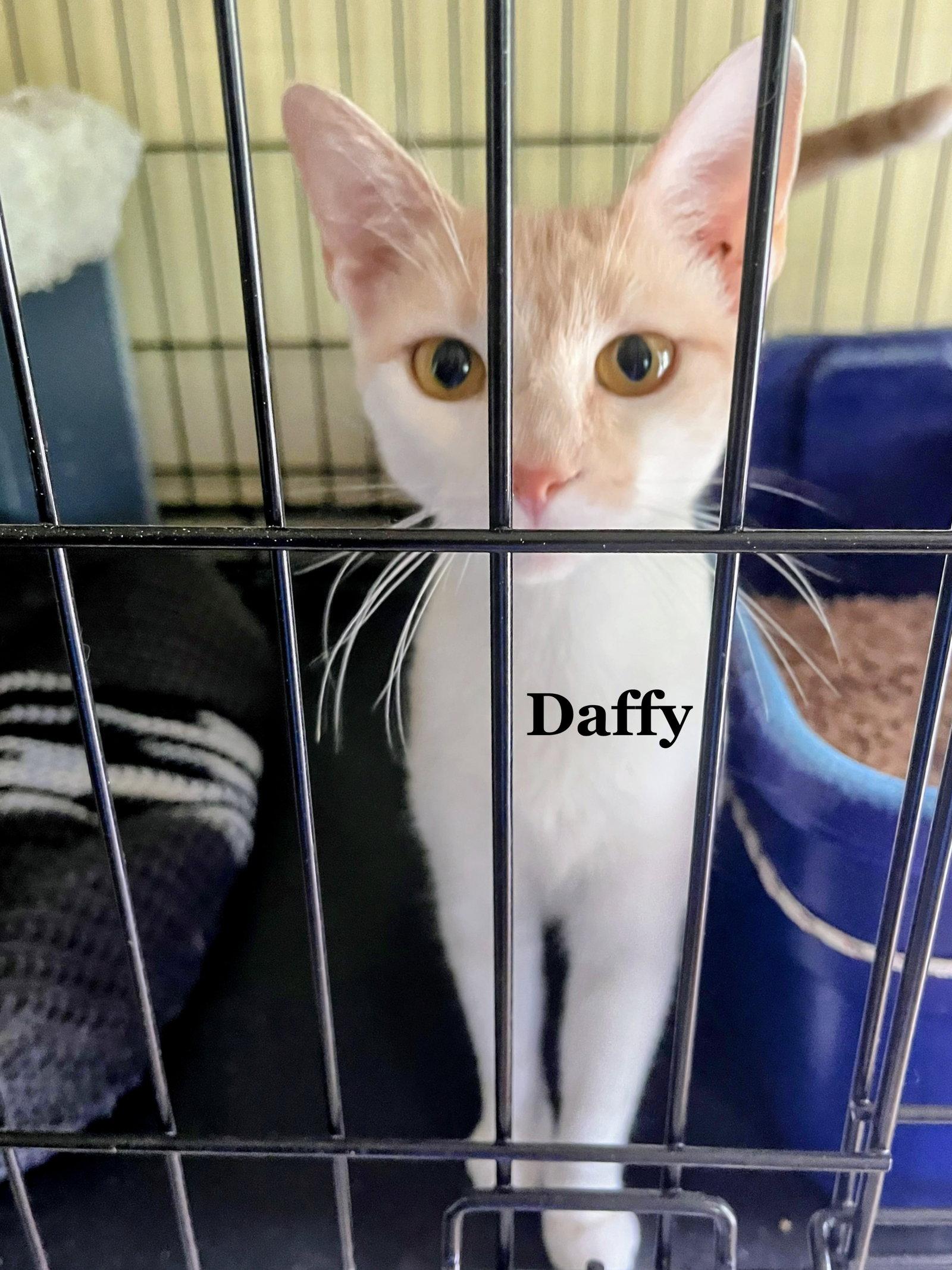 Daffy, Adoptable, Adult Female Domestic Short Hair.