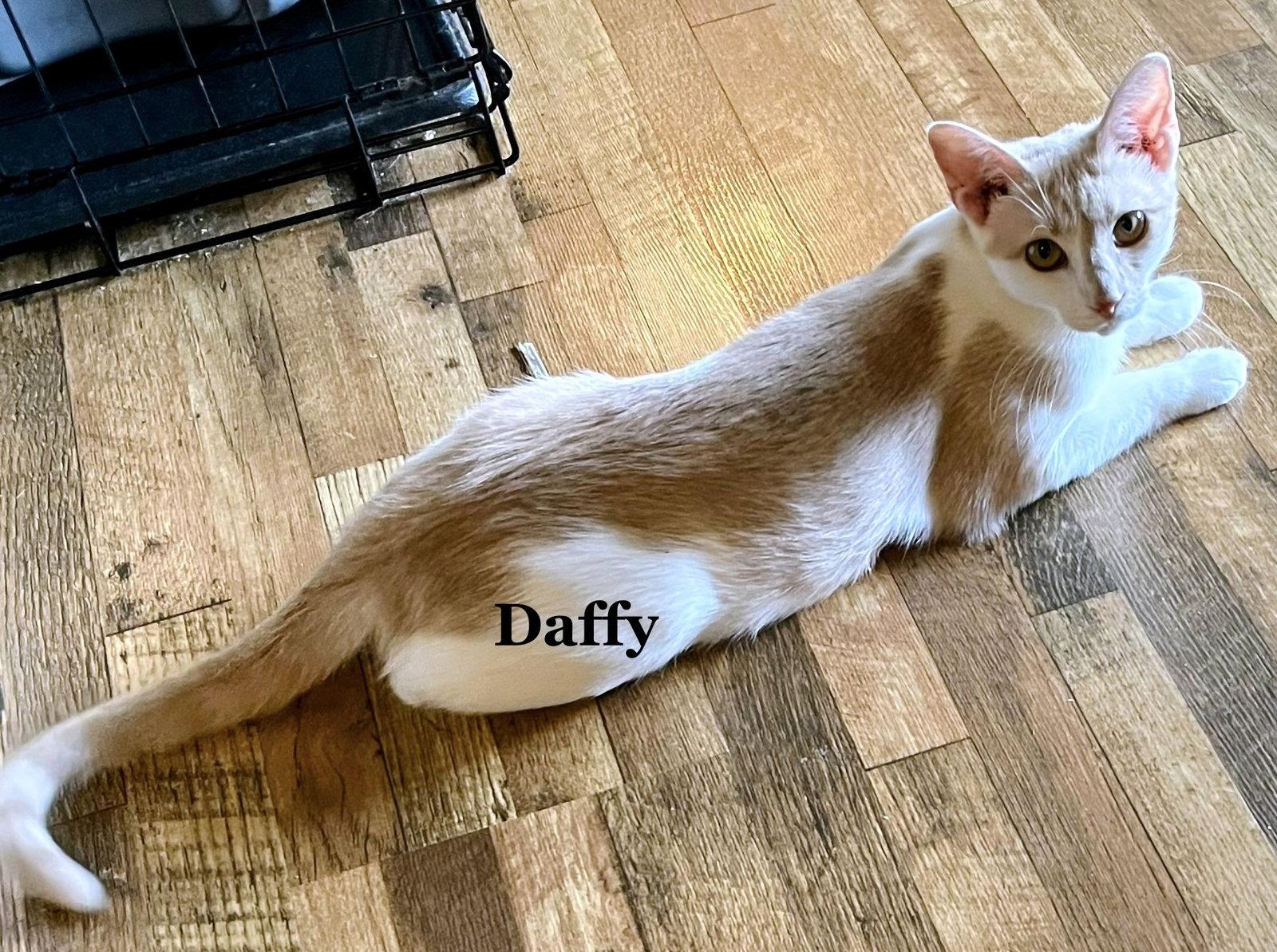 Enlarge Daffy, a Adoptable Domestic Short Hair in Morehead, KY image 2/2