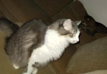 Axel22, a Adoptable mixed breed in Youngsville, NC image 2/5