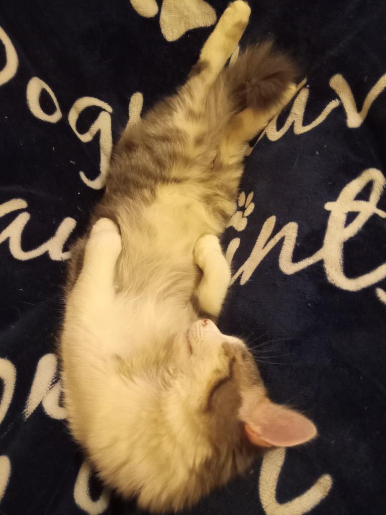 Axel22, a Adoptable mixed breed in Youngsville, NC image 3/5