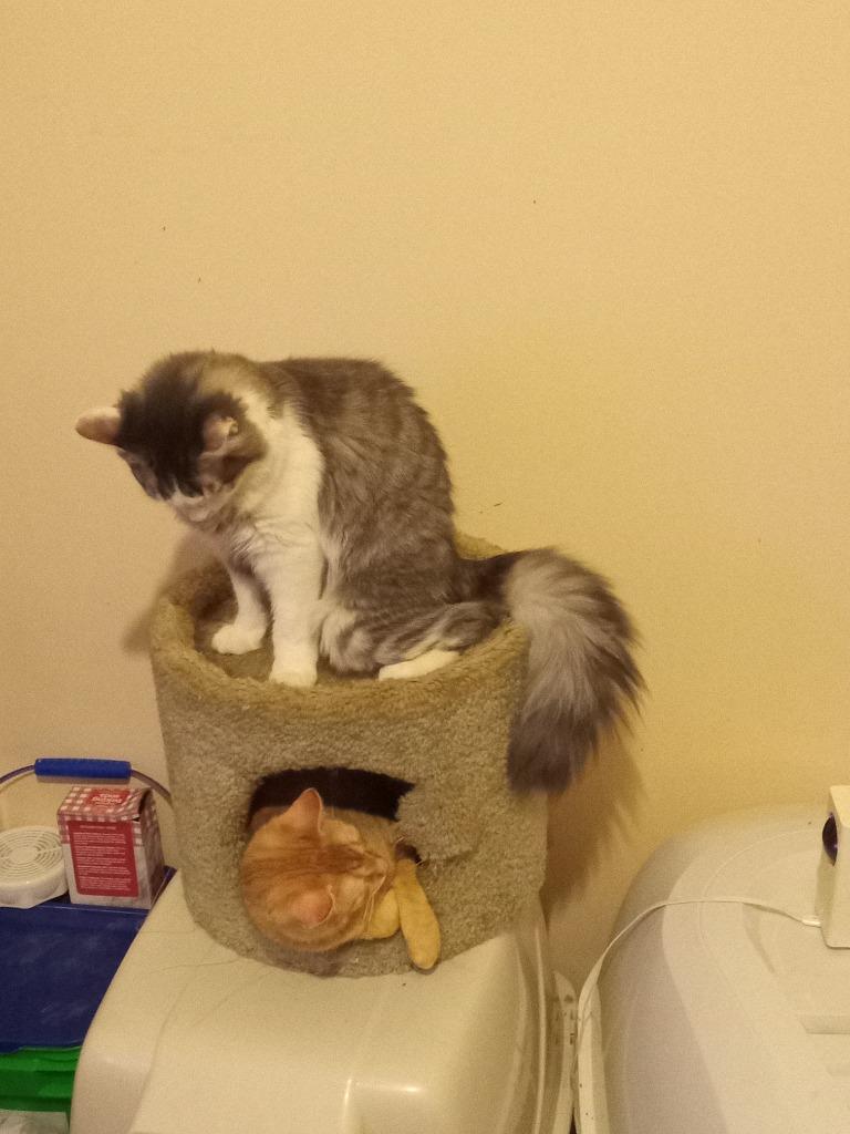 Axel22, a Adoptable mixed breed in Youngsville, NC image 4/5