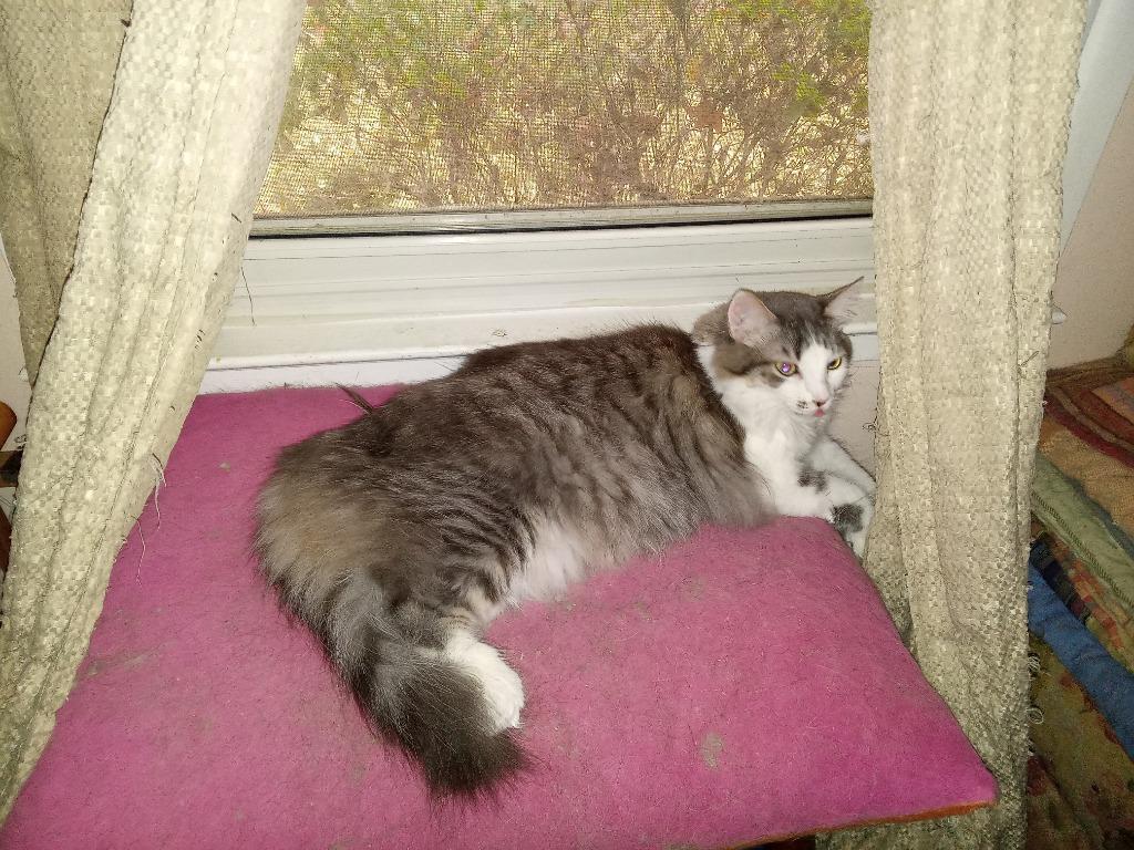 Axel22, Adoptable, Adult Male Domestic Long Hair.