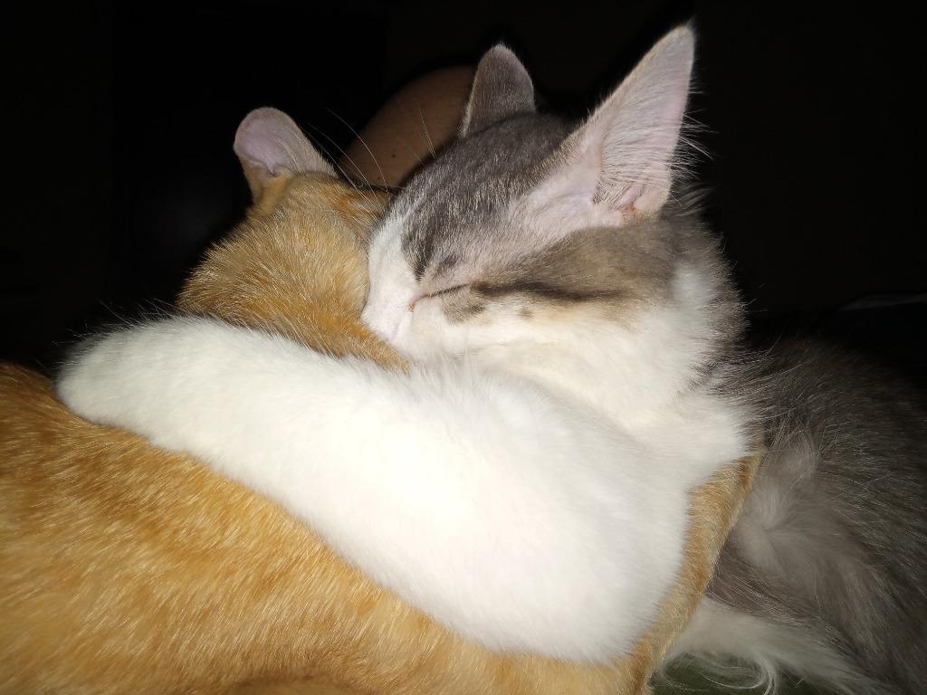 Axel22, a Adoptable mixed breed in Youngsville, NC image 5/5