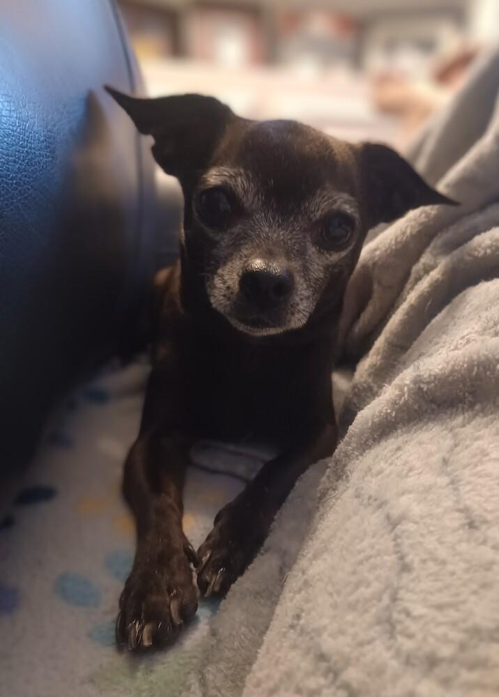 Celia, Adoptable, Adult Female Chihuahua.