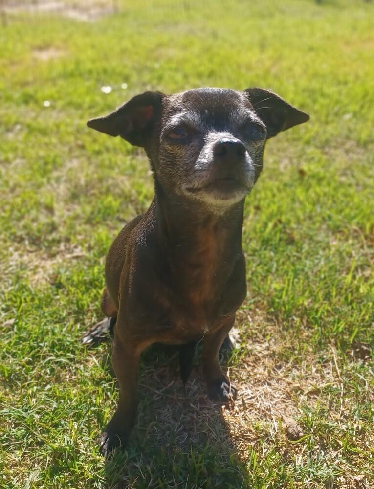 Enlarge Celia, a Adoptable Chihuahua in Blanchard, OK image 3/3