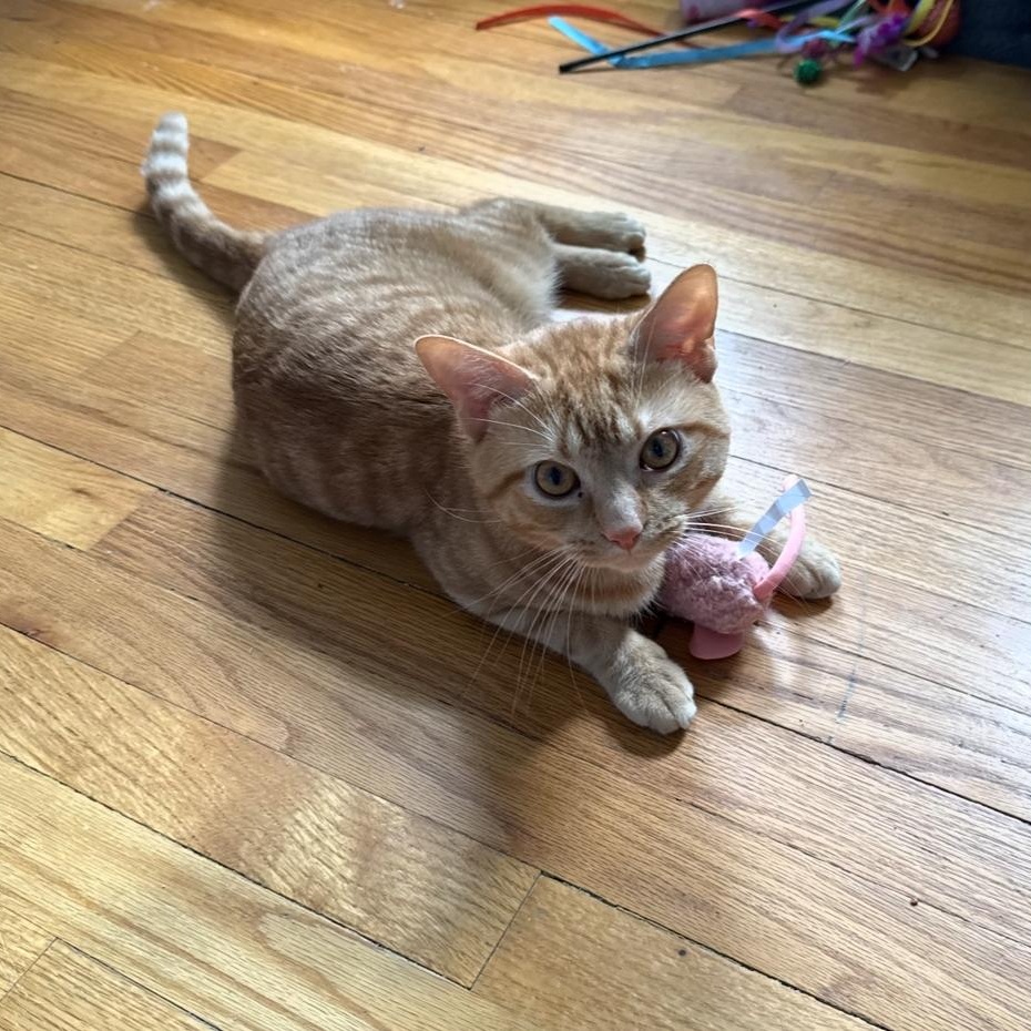 Tucker, Adult Male Tabby