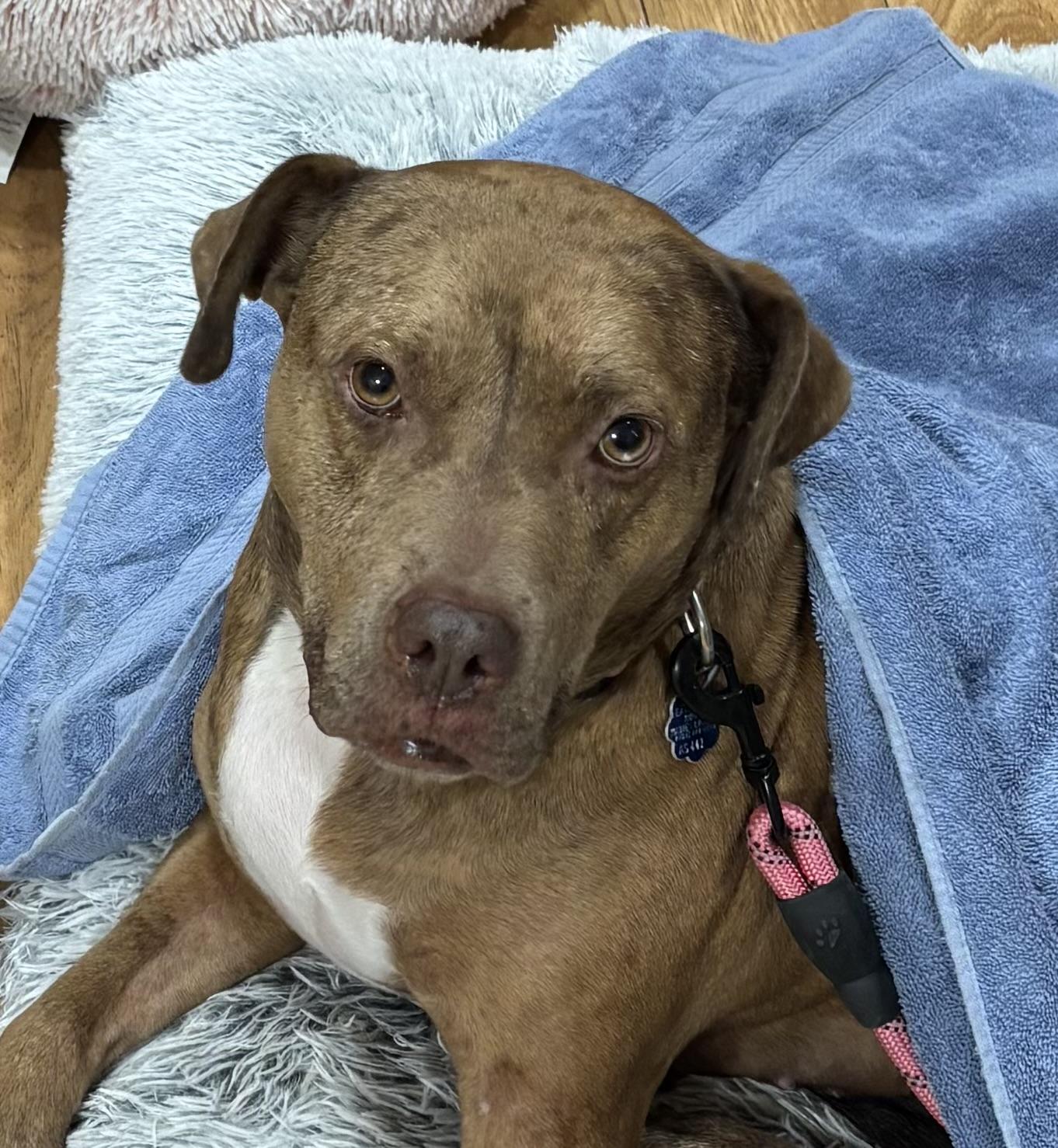 Enlarge Teyha, a ADOPTABLE mixed breed in Baker, LA image 4/4